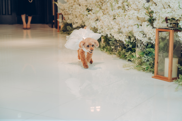 ペットも一緒の結婚式「ペット婚」では愛犬がリングドックを
