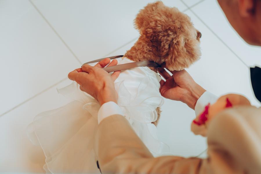 ペットも一緒の結婚式「ペット婚」では愛犬がリングドックを
