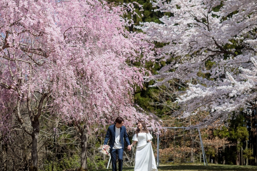 桜写真