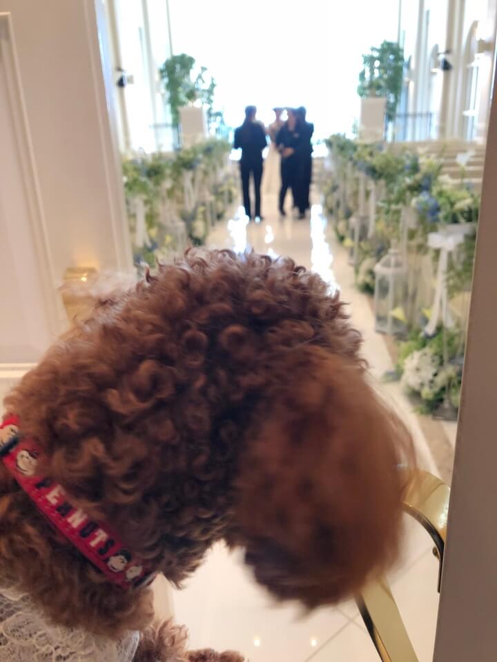 今日は愛犬との結婚式を楽しまれた  カップルのご紹介です♪