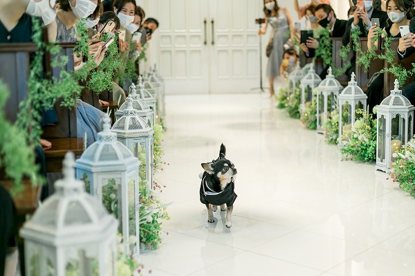 犬と結婚式